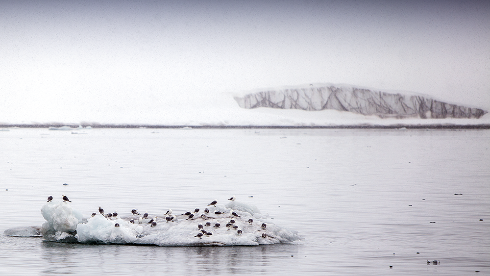 Kittiwakes on the Ice, Svalbard ©-Marcel Schütz-2020
