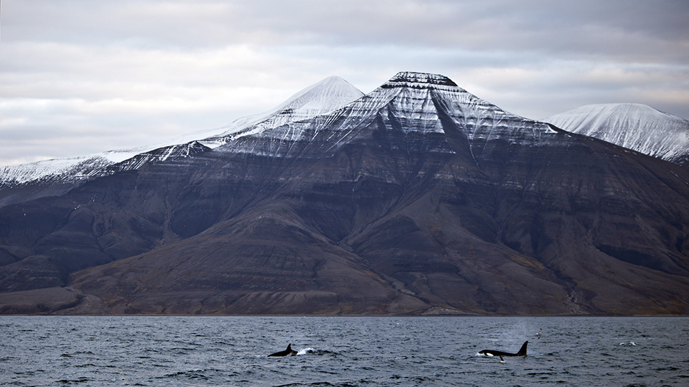 Orcas in front of Janusfjellet, Svalbard ©-Marcel Schütz-2020
