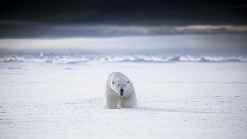 Polar Bear, Marcel Schütz ©-Marcel Schütz-2020