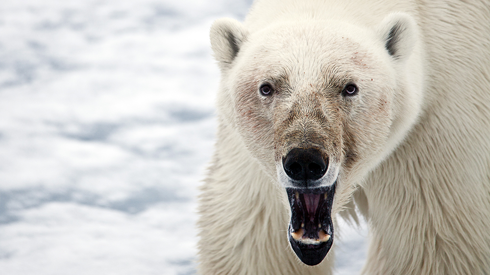 Polar Bear Photography ©-Marcel Schütz-2020