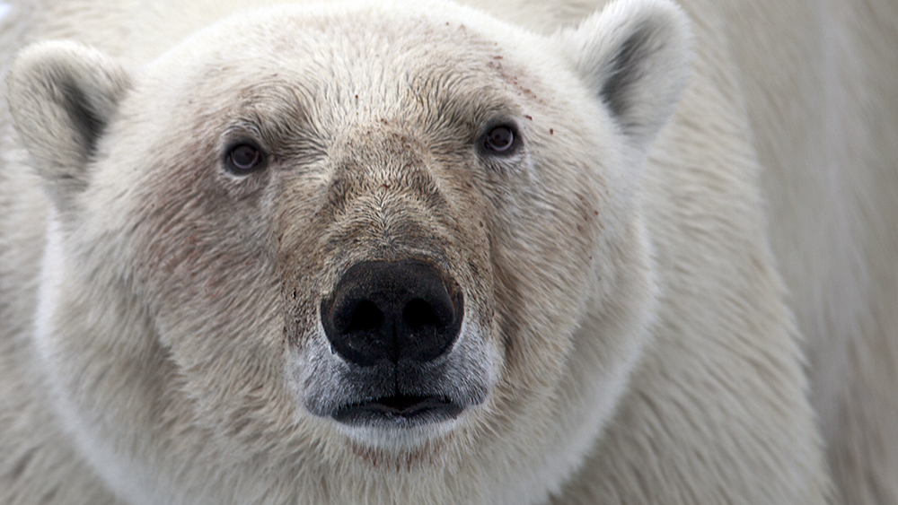 Polar Bear Safari, Svalbard ©-Marcel Schütz-2020