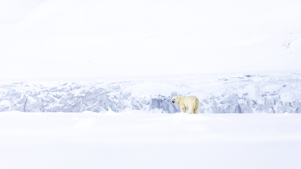 Polar Bear at Svalbards East Coast ©-Marcel Schütz-2020