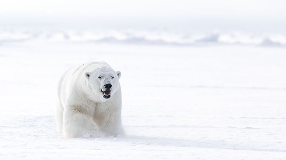 Polar Bear at the east Coast of Svalbard ©-Marcel Schütz-2020