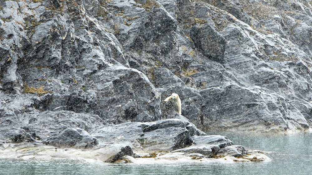 Polar Bear by Retrettøya ©-Marcel Schütz-2020