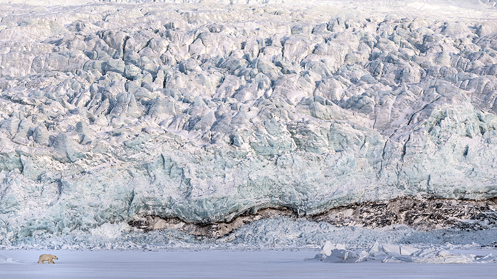 Polar Bear in front of a glacier ©-Marcel Schütz-2020