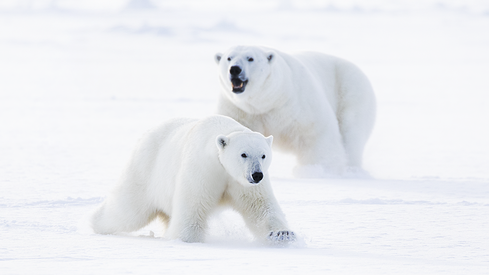 Polar Bears in love ©-Marcel Schütz-2020
