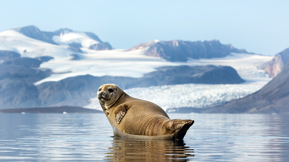 Seal in Svalbard ©-Marcel Schütz-2020
