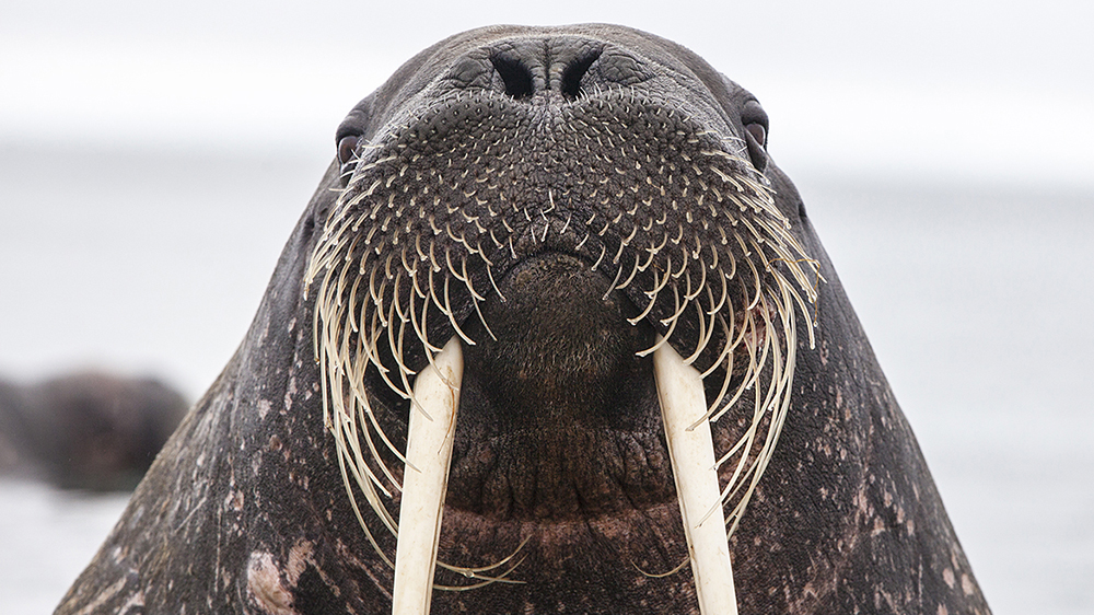 Walrus in Svalbard ©-Marcel Schütz-2020