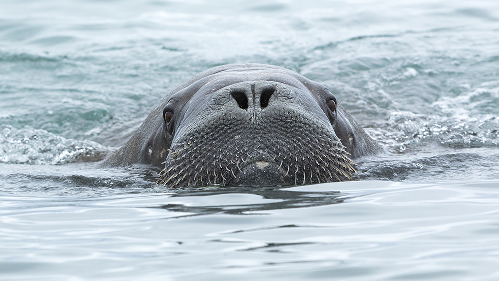 Walrus in the water, Svalbard ©-Marcel Schütz-2020