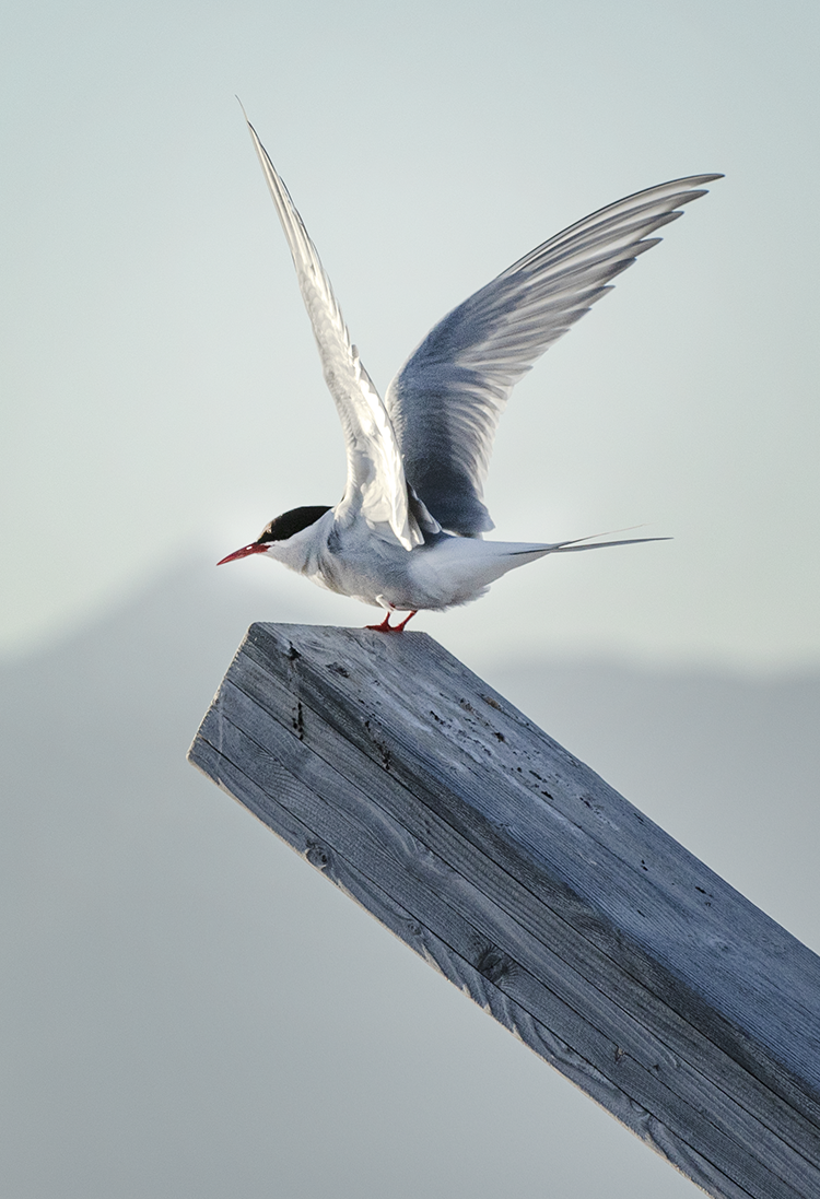 Arctic Tern Ny Ålesund ©-Marcel Schütz-2020