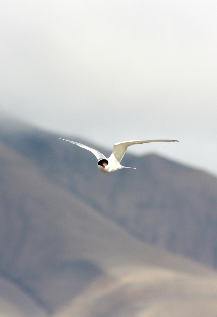 Arctic Tern in Longyearbyen ©-Marcel Schütz-2020