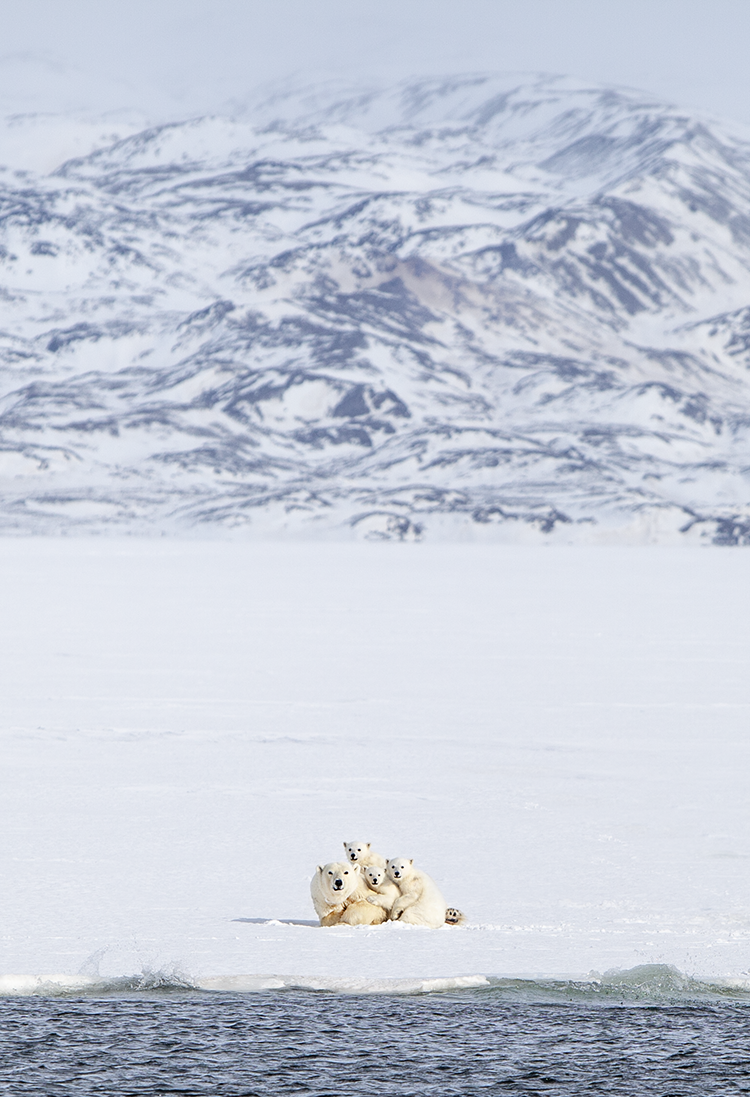 Polar Bear Family ©-Marcel Schütz-2020