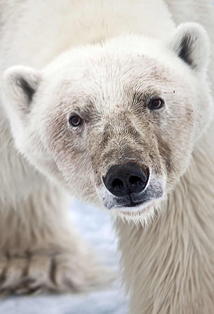 Polar Bear in Svalbard ©-Marcel Schütz-2020