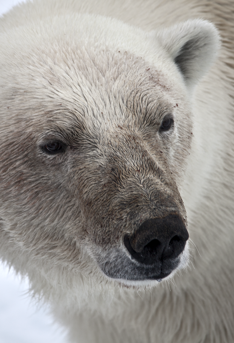 Polar Bear on Spitsbergen ©-Marcel Schütz-2020