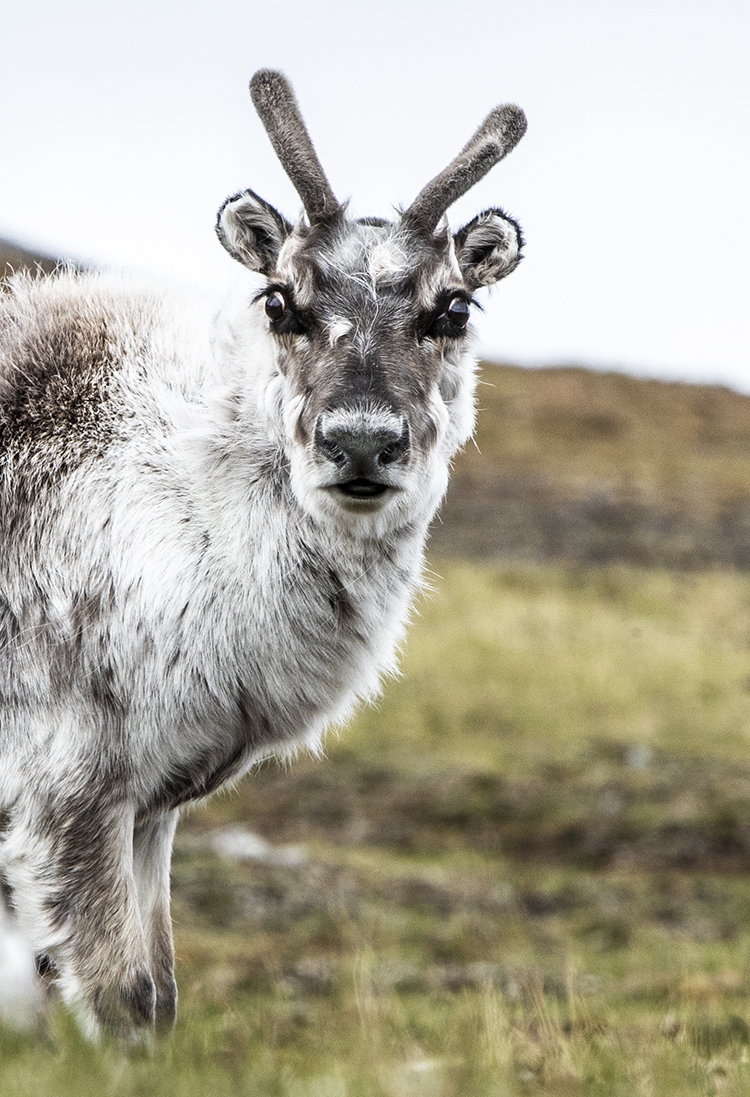 Svalbard Reindeer ©-Marcel Schütz-2020
